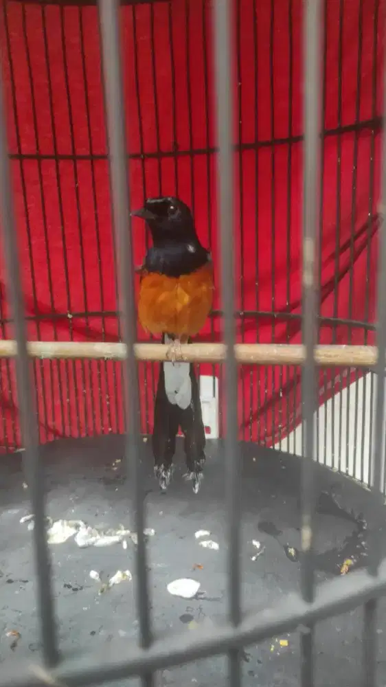 Murai 24 jam bunyi prestasi fullset