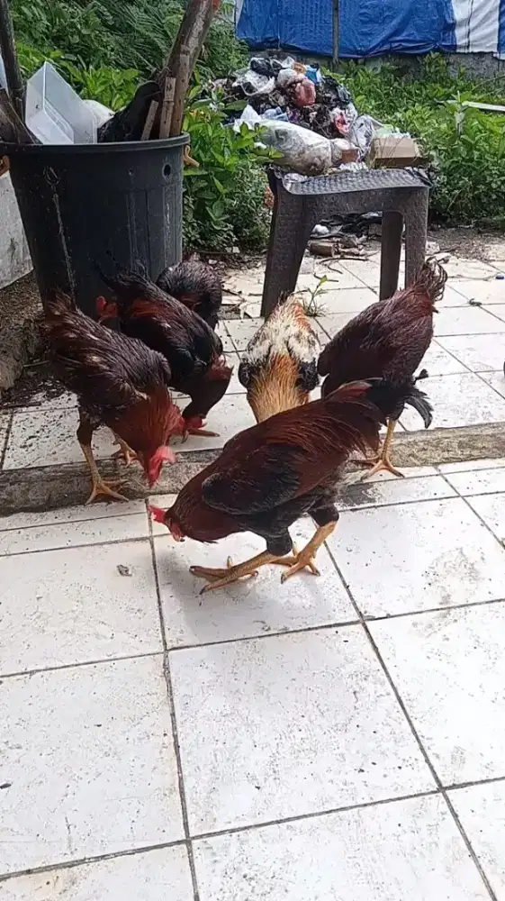 AYAM JAGO KAMPUNG