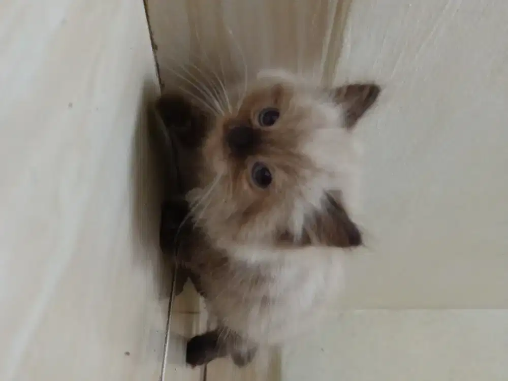 Kitten Himalaya Jantan 2 bulan