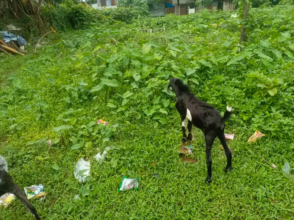 Kambing di jual aj