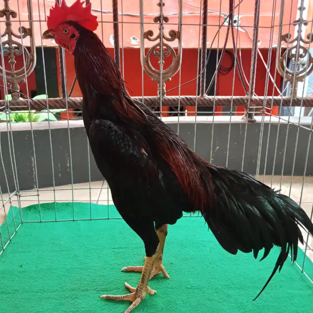 Ayam bangkok mangon pukul gletak