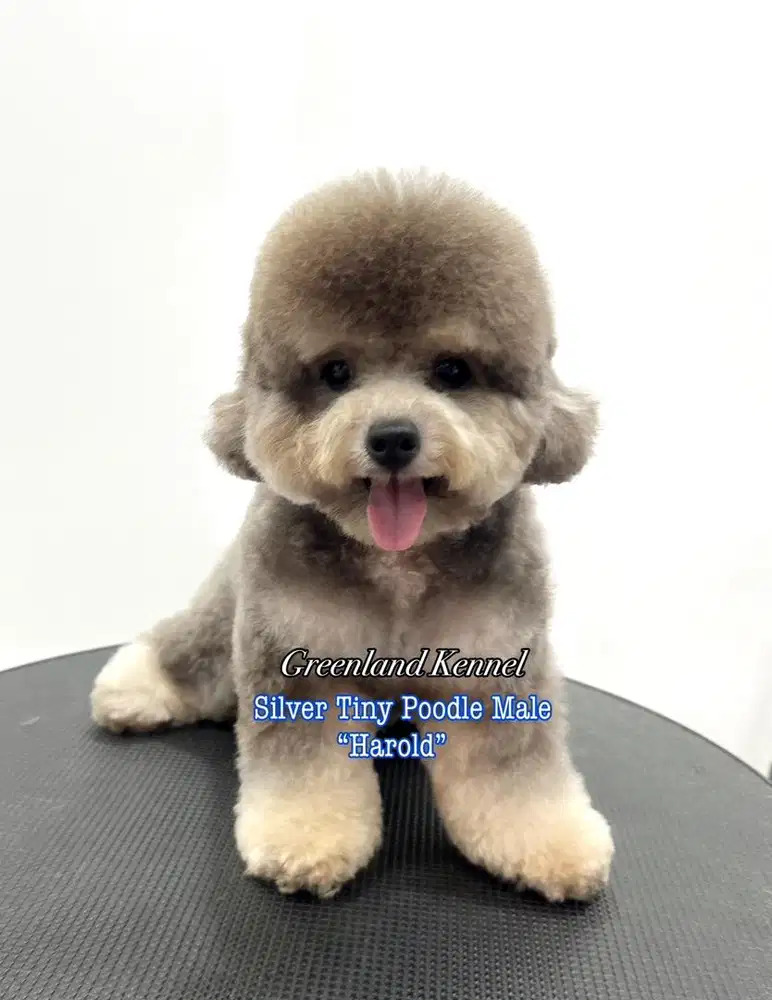 Silver Tiny Poodle Male HIGH QUALITY