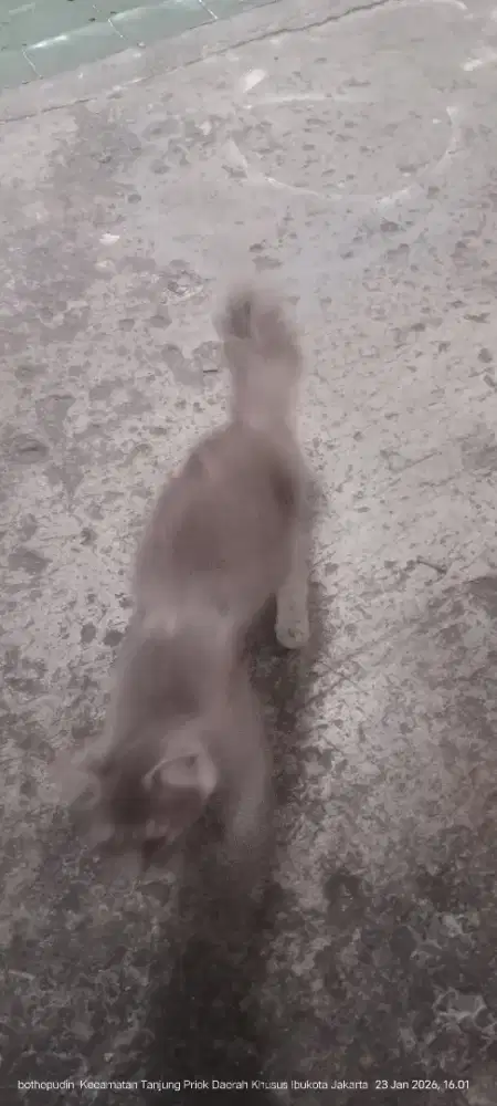 Dijual kucing rumahan