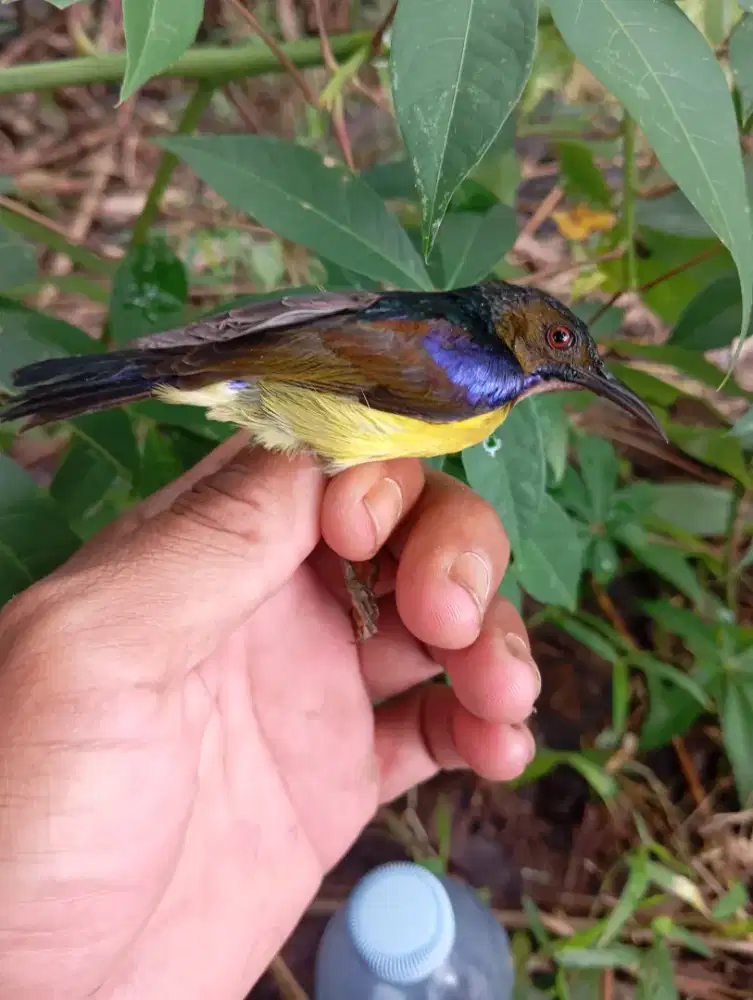 Burcil bahan bangunan