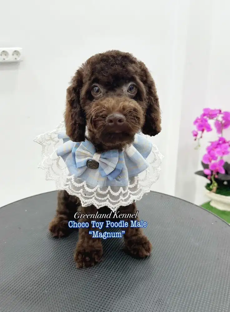 Choco Toy Poodle Male Best Quality