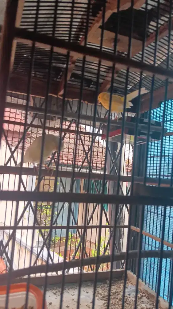 Kenari AF 1 pasang body big