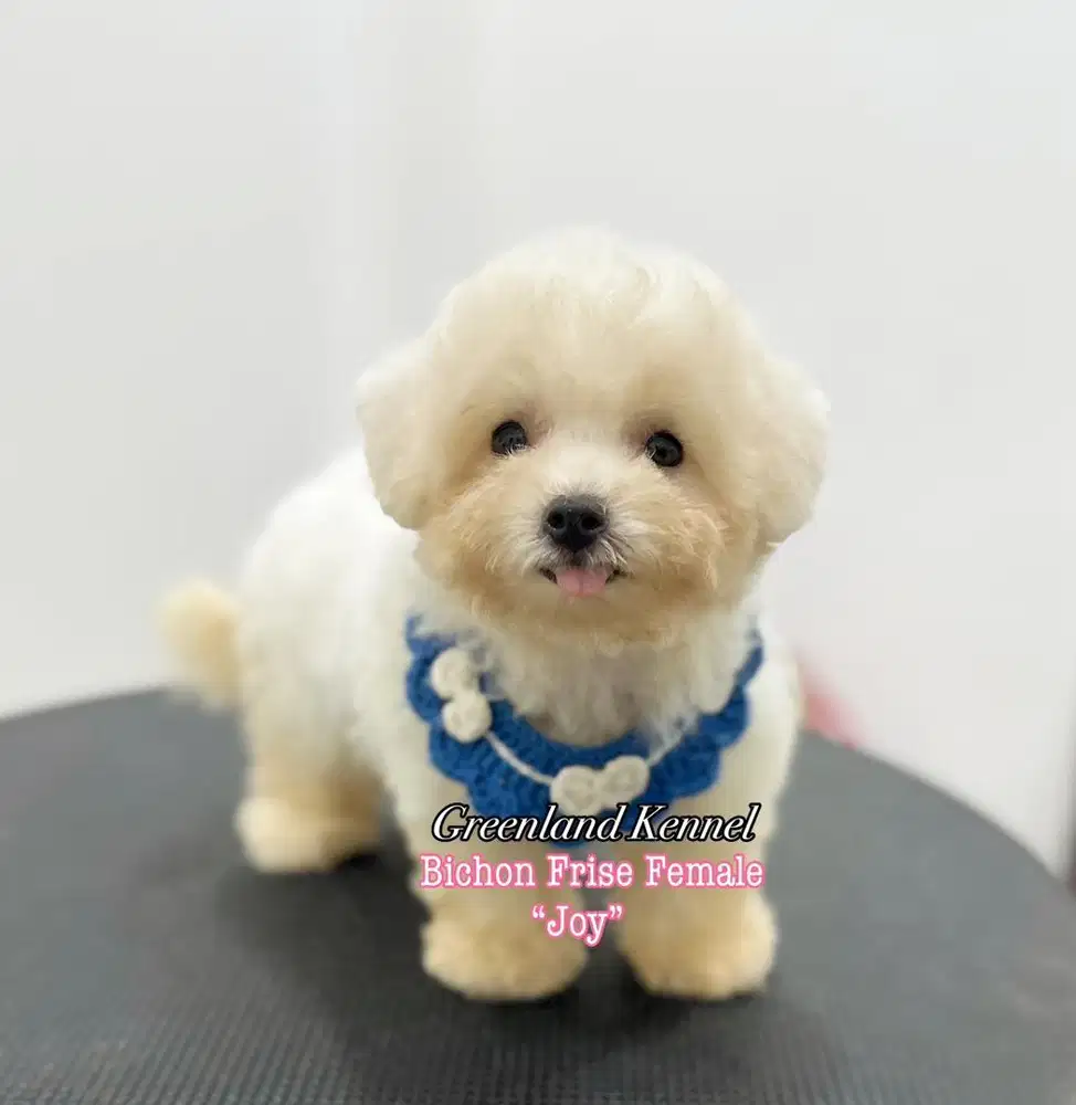 Bichon Frise Female HIGH QUALITY