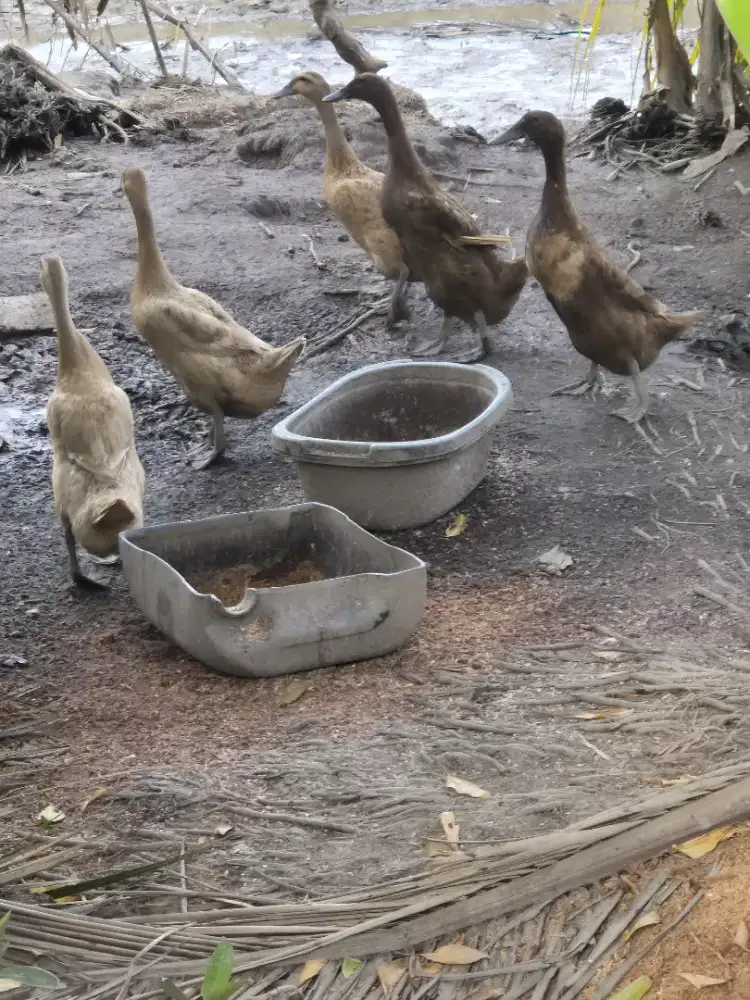 Bebek petelur sudah bertelur