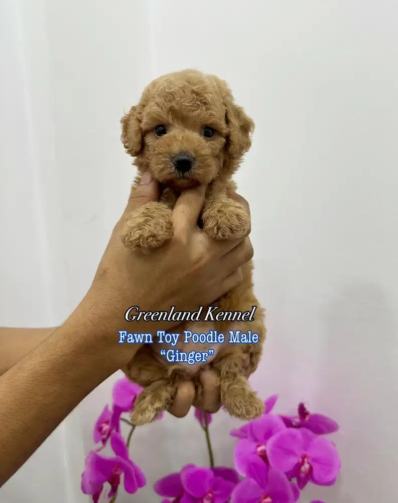 Fawn Toy Poodle Male Best Quality