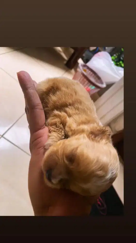 Open adopsi anak anjing poodle