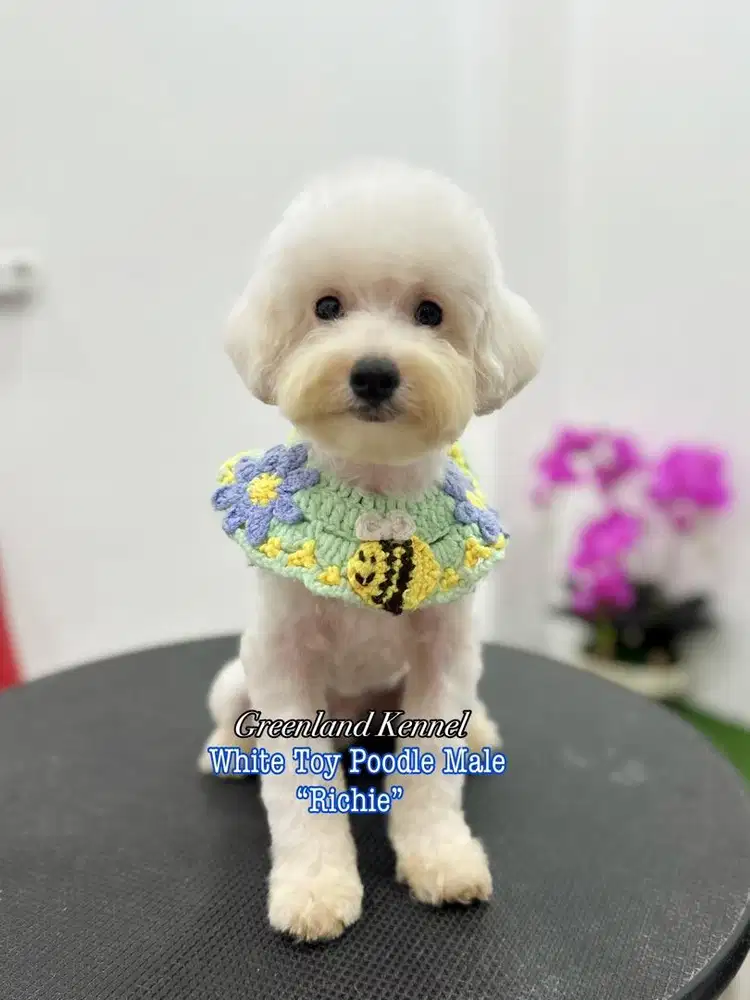 White Toy Poodle Male HIGH QUALITY
