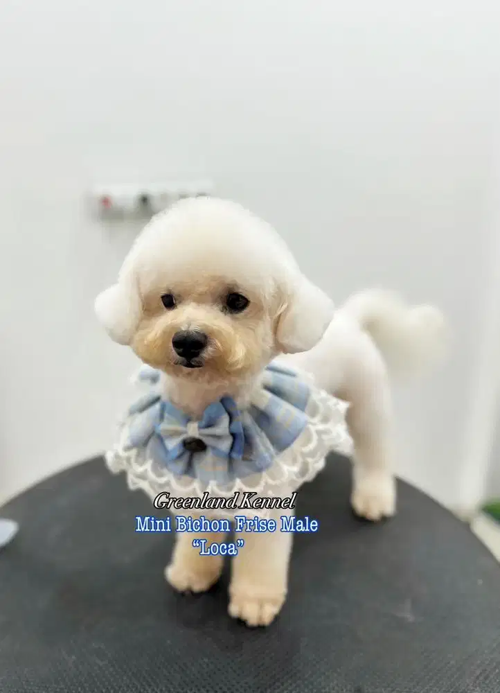 Mini Bichon Frise Male HIGH QUALITY Bloodline Import