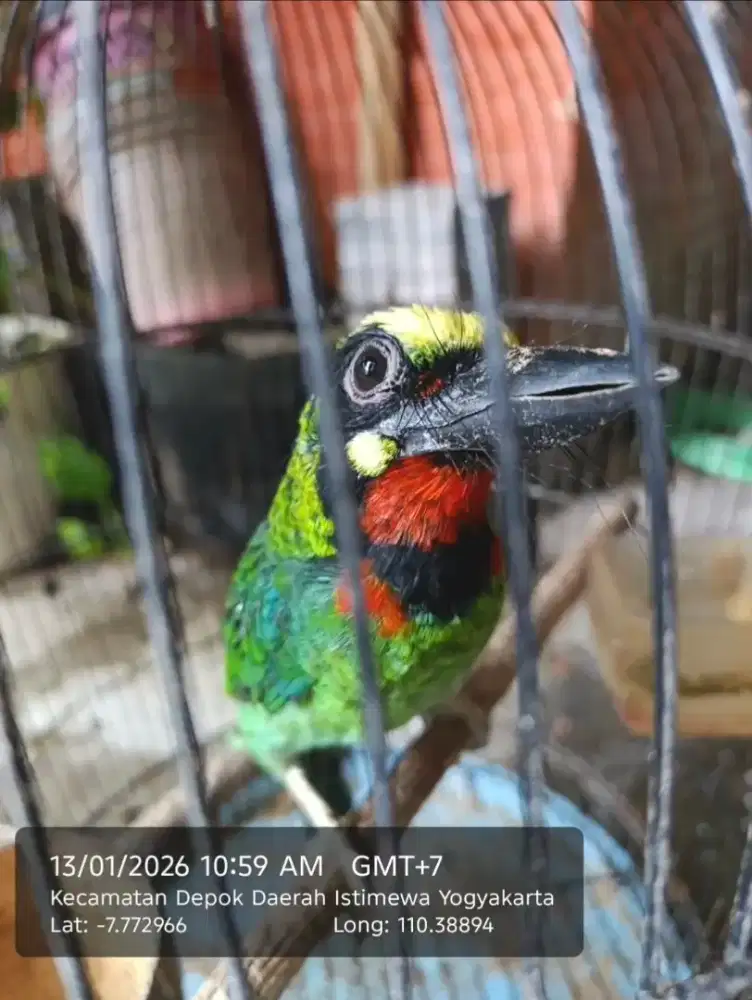 Pemakan Pisang Gacor