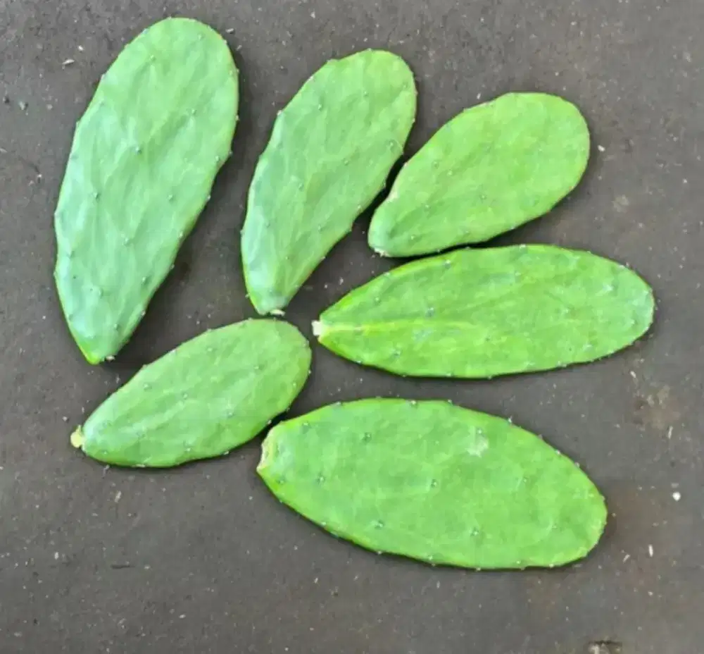 Kaktus Centong pakan Sulcata dan Tanaman Hias