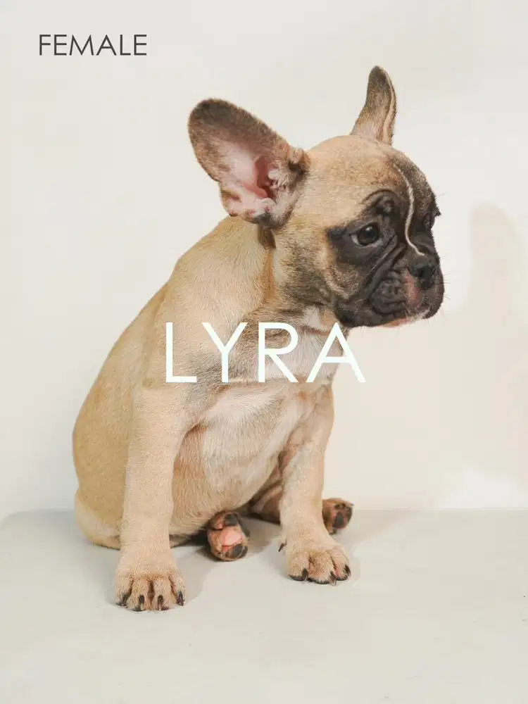 Puppy Frenchie (French Bulldog)