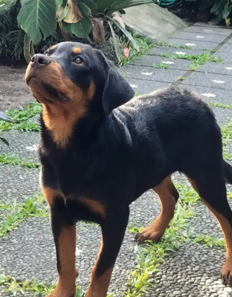 Rottweiler puppies/anakan rottweiler