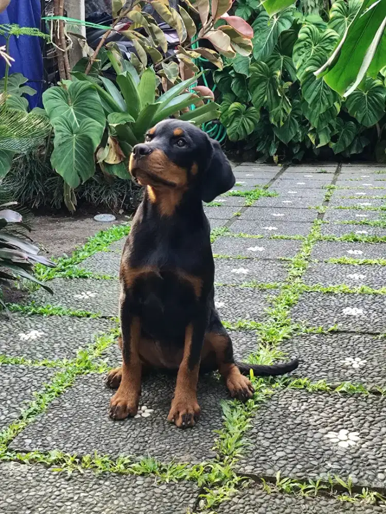 Rottweiler puppies/anakan rottweiler