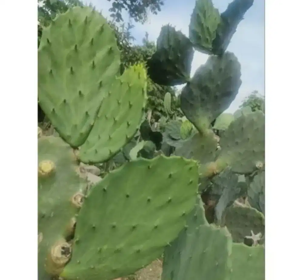 Jual kaktus GOMEI JUMBO pakan Sulcata, Aldabra dll