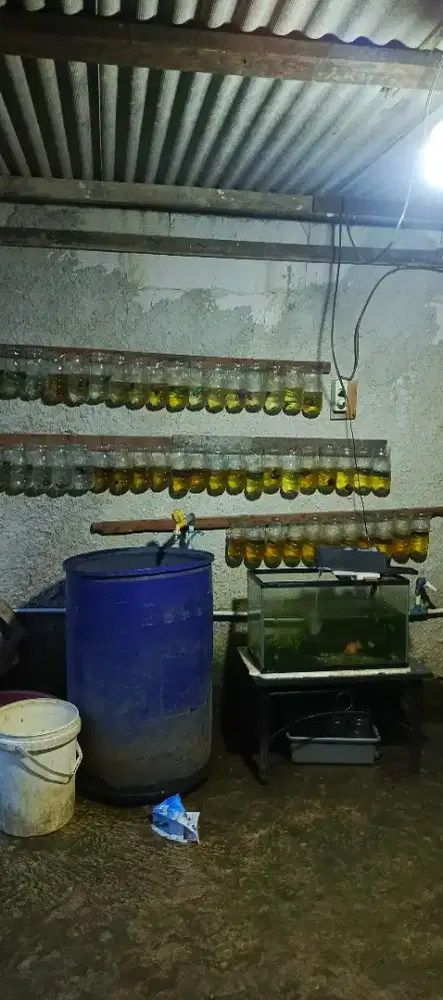 Ikan cupang dan guppy cantik