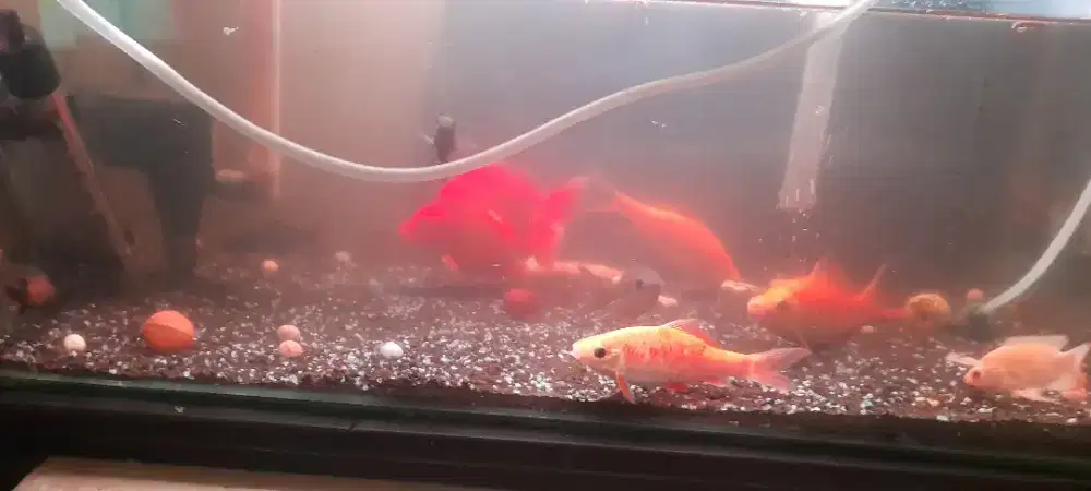 Ikan hias berbagai macam