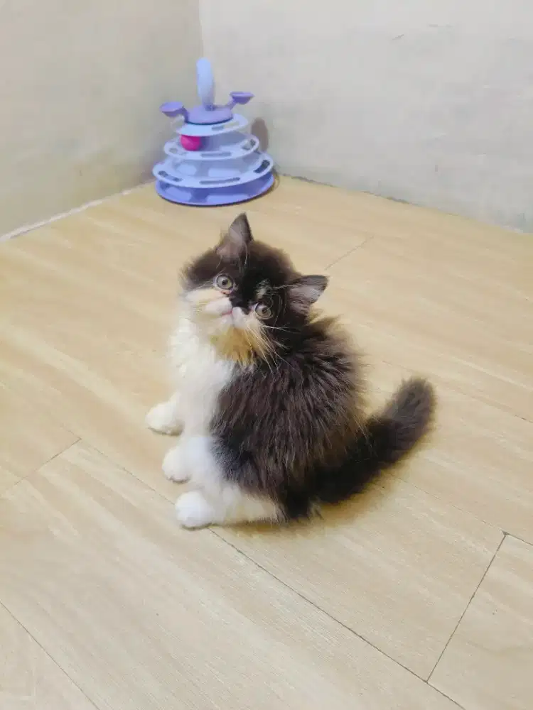 Flat extrem semi peak