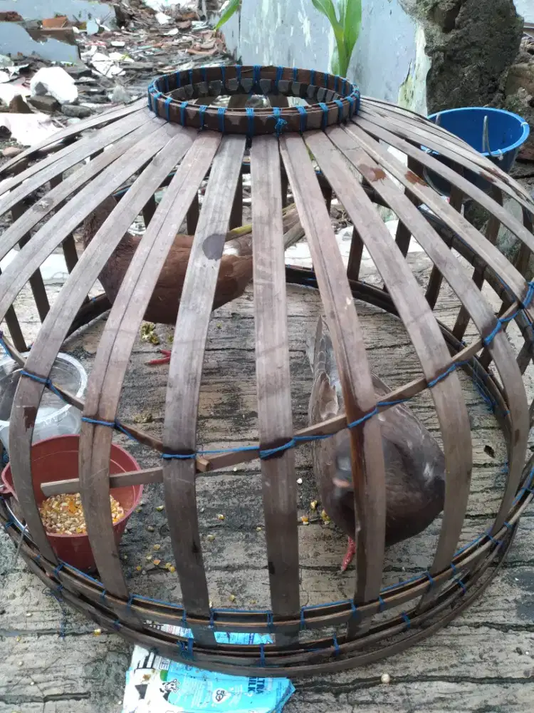 Jual burung dara sepasang