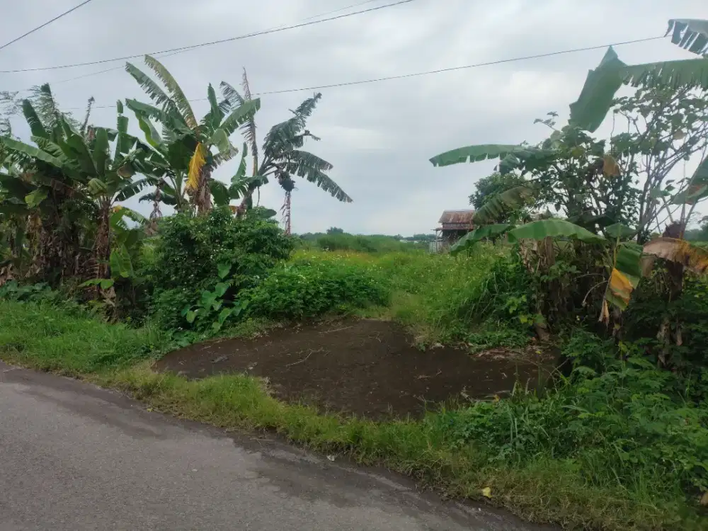 Tanah purwojati ngoro