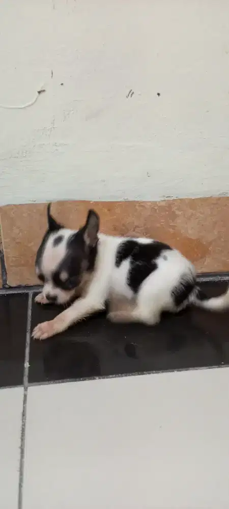 CHIHUAHUA PURE Non STB (Pre Order).