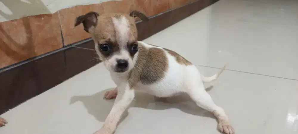 CHIHUAHUA PURE Non STB.