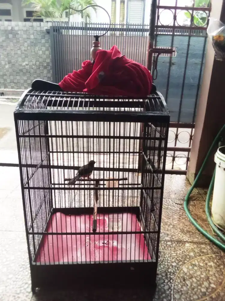 Muray Batu Trotol Ring umur 2 Bulan Jantan