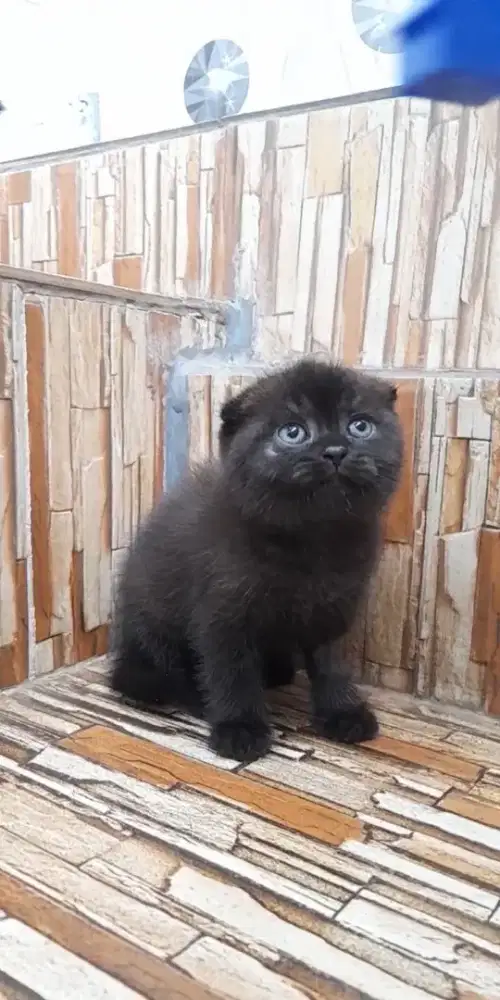 Kitten scottish fold