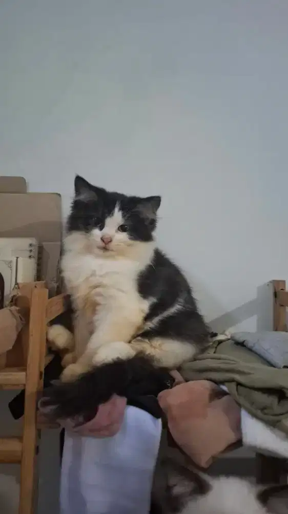 Open Adopt Kucing Persia Jantan