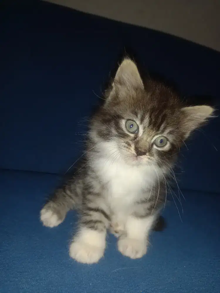 Anak kucing persia flatnose 2bulan 500rb NEGO tipis