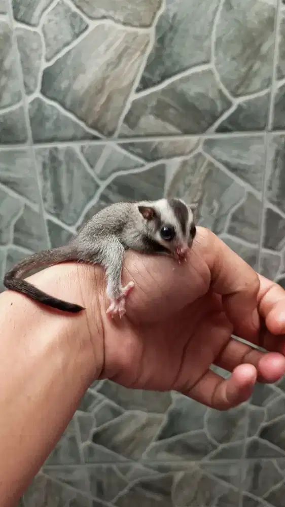 Sugar Glider Classic Grey betina