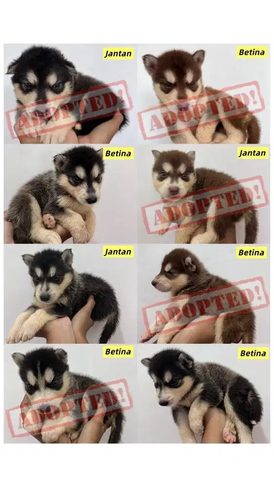 NEGO MURAH ANAK HUSKY