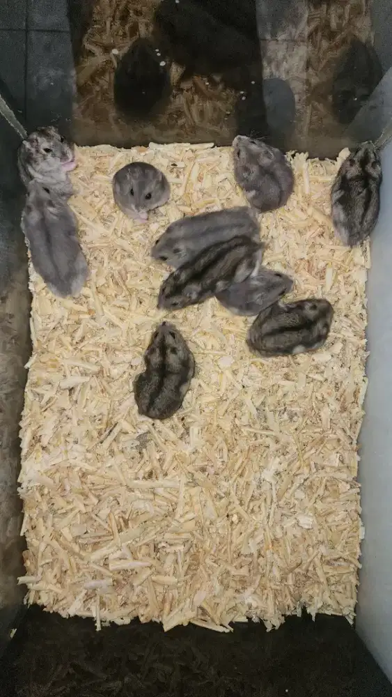 Hamster Winter dan Campbell