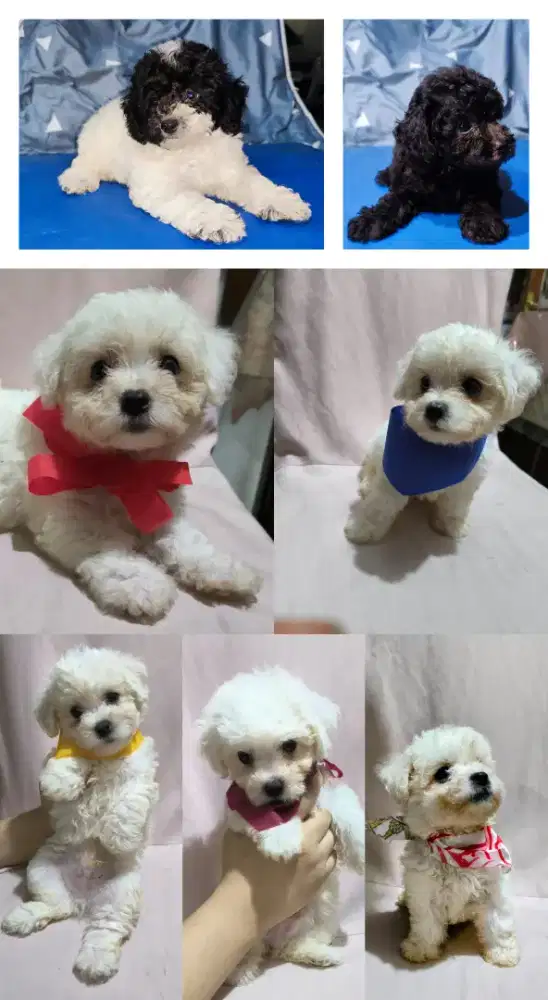 Bichon Frise puppy