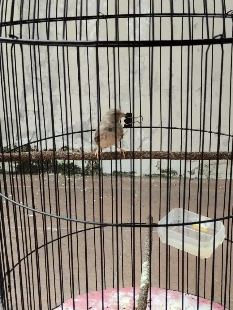 Burung sanger betina