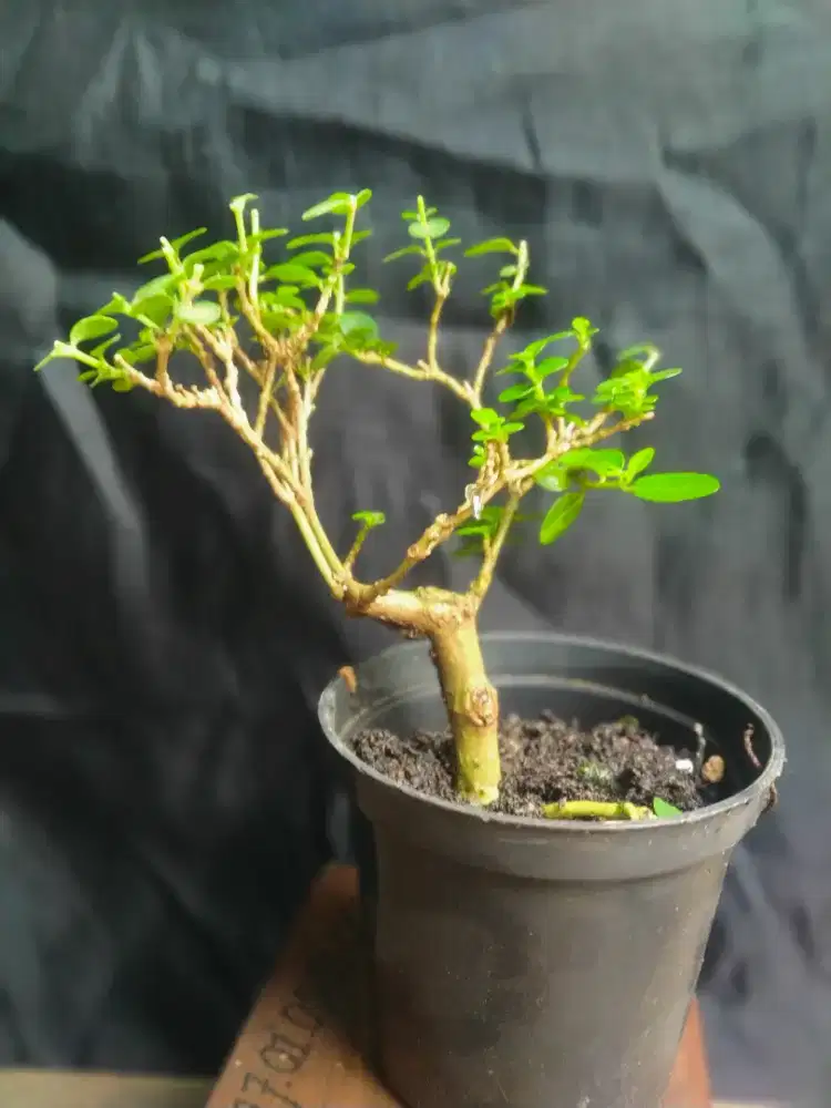 Bonsai Sancang mini
