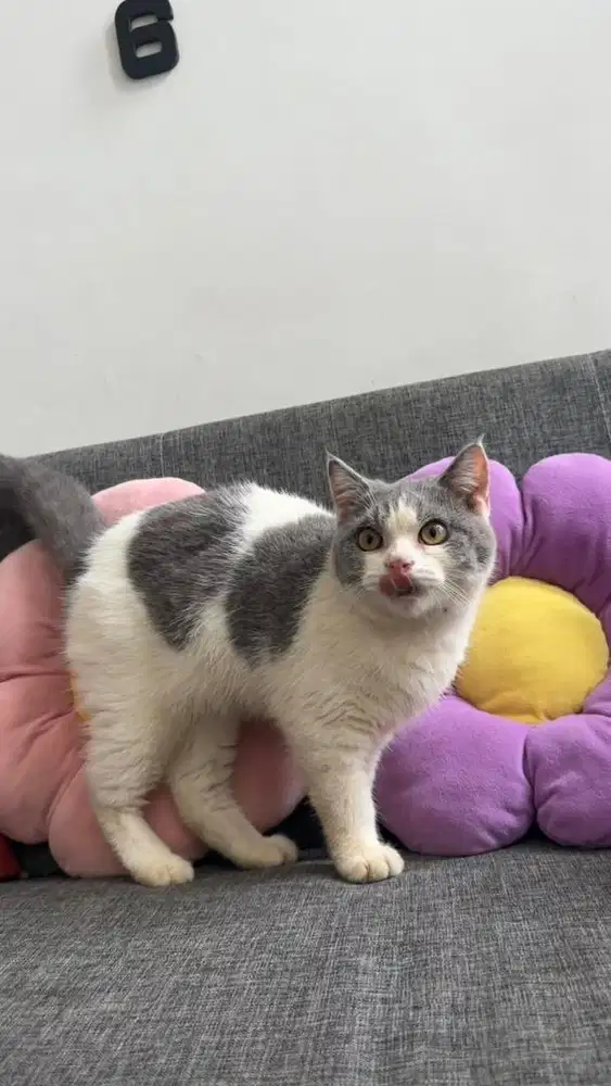 kucing bsh bico jantan