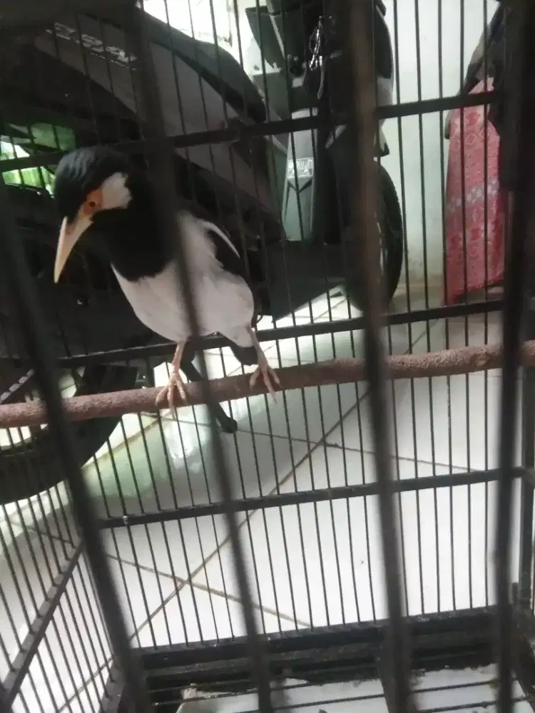 Jual jalak suren sudah siap jadi satpam rumah