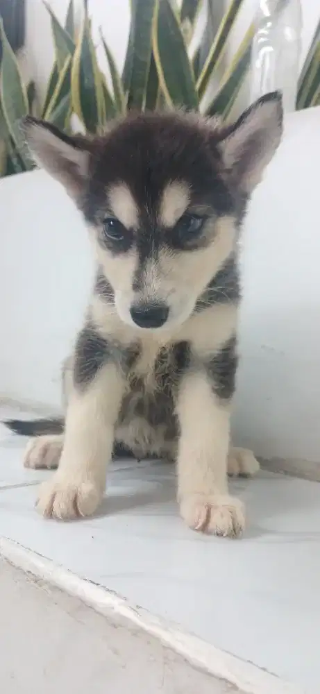 Siberian husky black