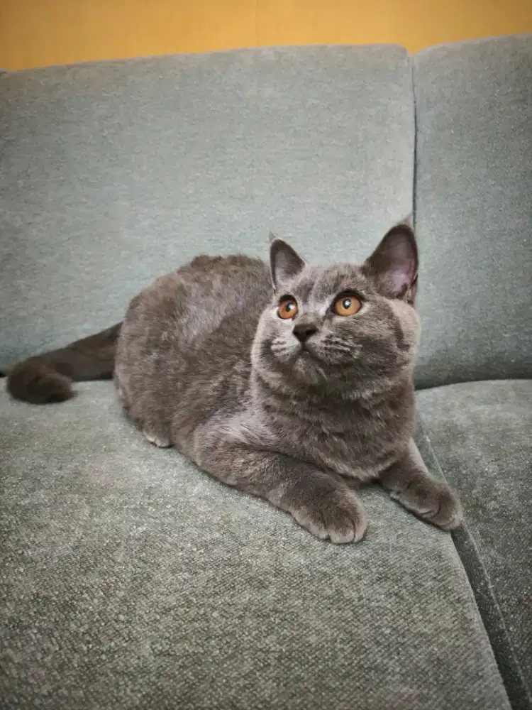 British shorthair kitten jantan 4 bulan