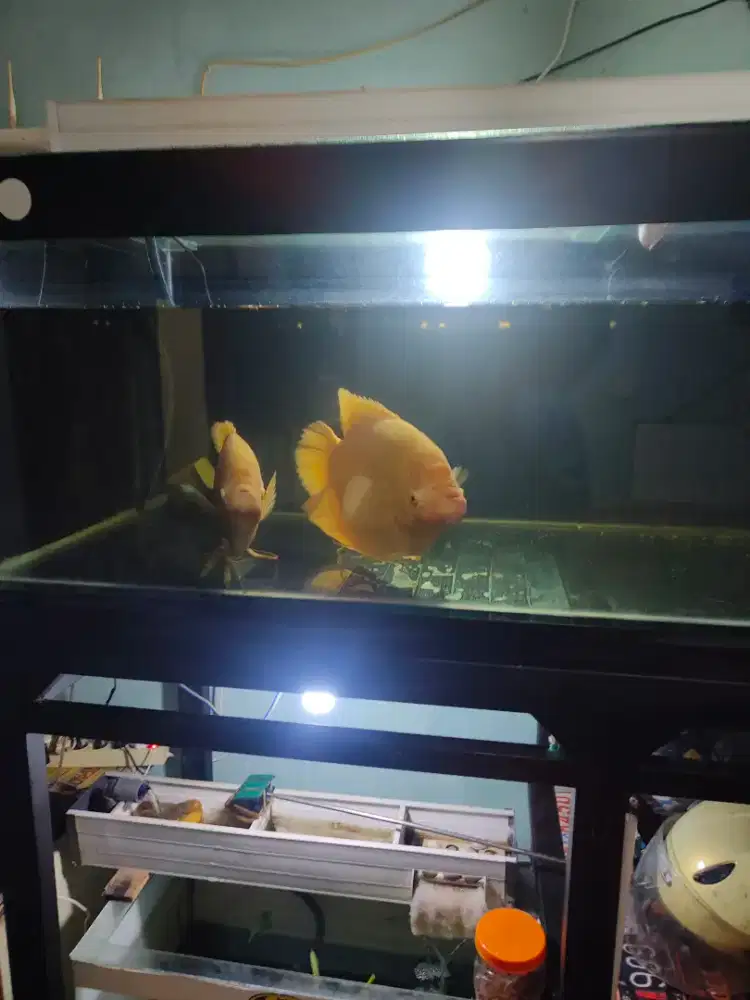 Di jual cepat ikan gurame import mata merah size 1kg up