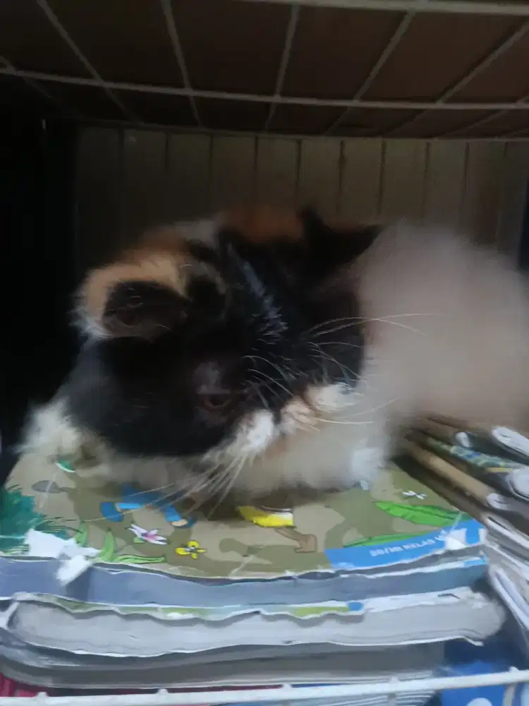 Kucing peaknose betina dewasa