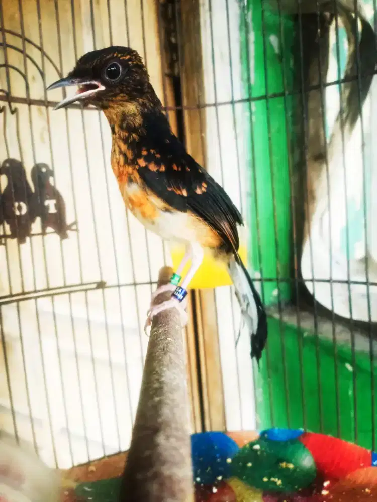 Trahan ekor melengkung