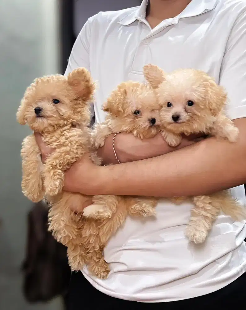 Toy Poodle Puppy – Lucu lucu