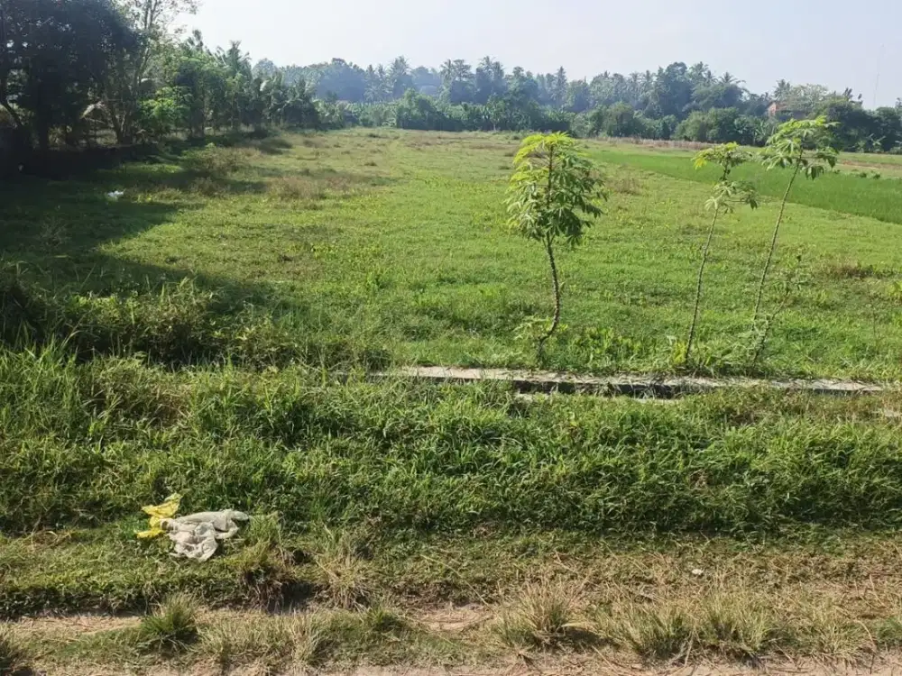 Dijual Sawah luas daerah Sidoluhur Godean Yokyakarta