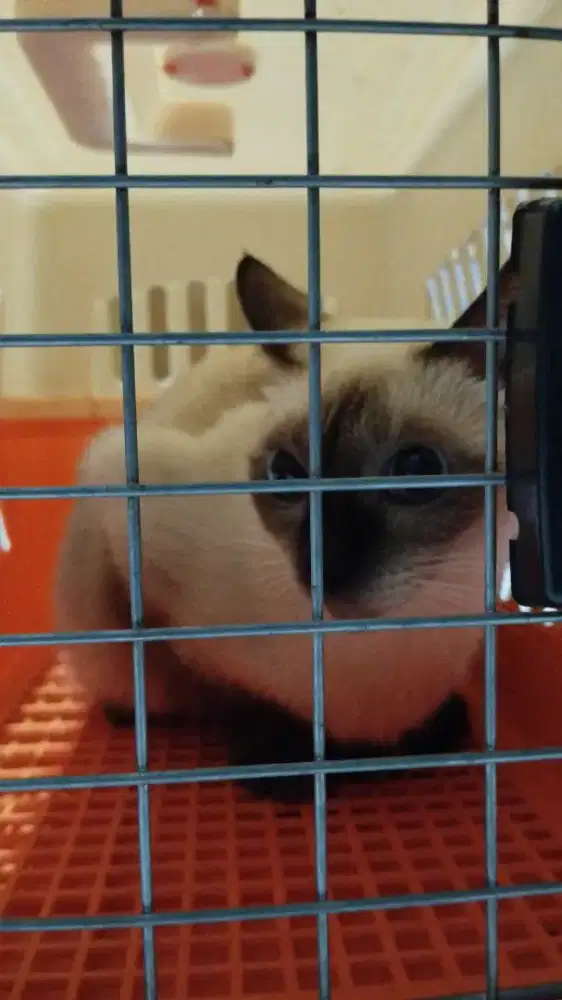 Kucing Himalaya Induk lagi Hamil