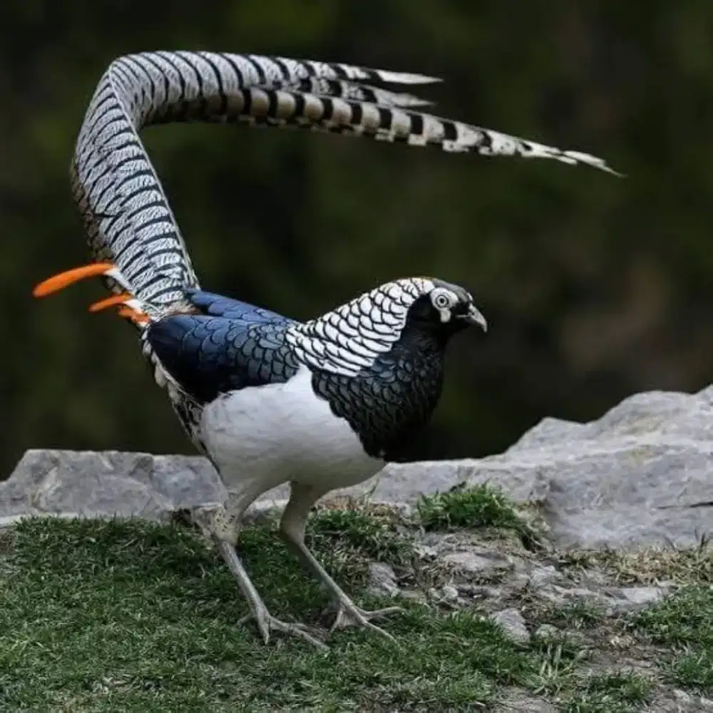 Ayam Ledy ahmers peashen